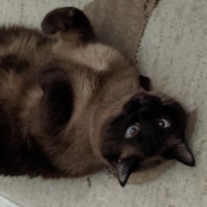 Meet your Posher, Tracey